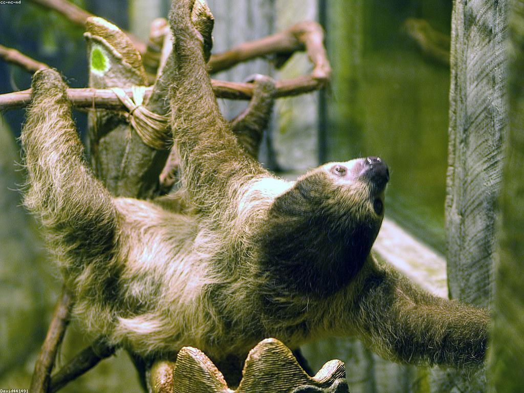 ព័ត៌មានអំពីស្លុត